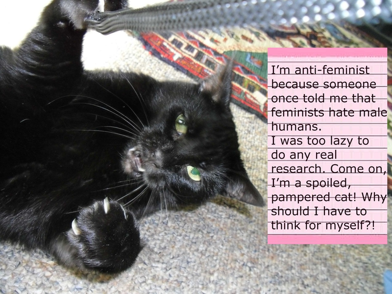 Illustration for article titled Confused Cats on Tumblr Don't Need Feminism Because They Are Cats